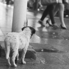 业主能不能投喂流浪狗、流浪猫，法律是这样规定的！